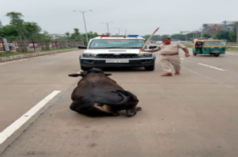 फरीदाबाद में सांड़ पर किसी ने तेजाब फेंककर जला दिया है, उसकी हालत गंभीर है|