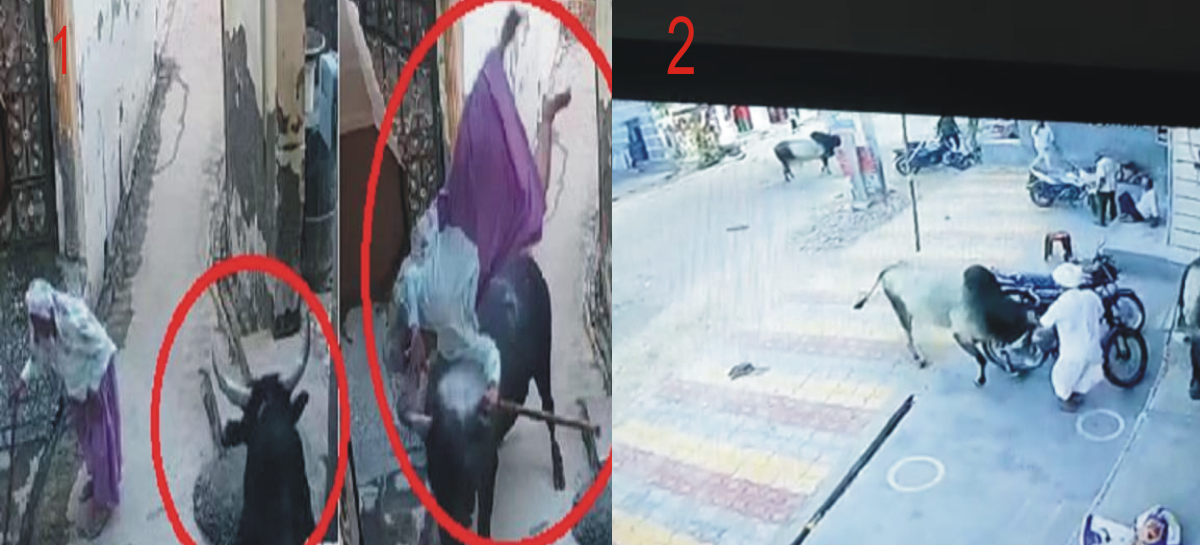 सांड ने मार डाली बुजुर्ग महिला