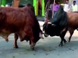 मृत गाय ने दो संघियों को उतारा मौत के घाट, जैसे-तैसे बचे मुख्यमंत्री योगी