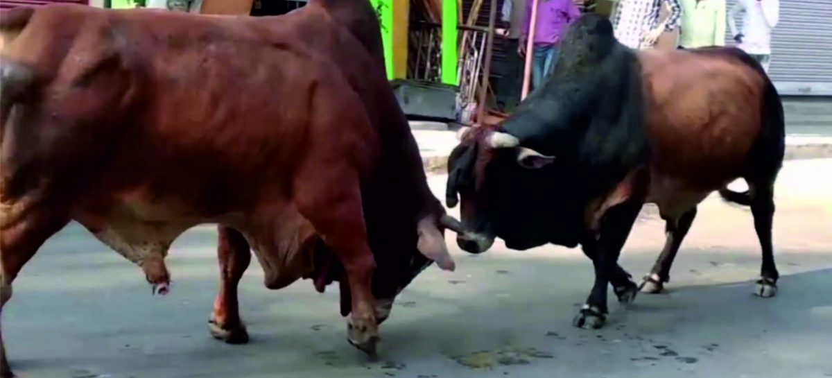 मृत गाय ने दो संघियों को उतारा मौत के घाट, जैसे-तैसे बचे मुख्यमंत्री योगी