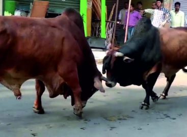 मृत गाय ने दो संघियों को उतारा मौत के घाट, जैसे-तैसे बचे मुख्यमंत्री योगी