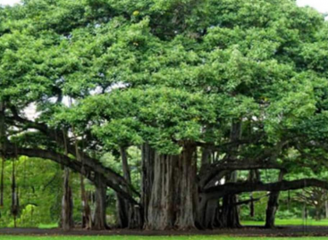 पीपल और वट वृक्ष की आयु बहुत लंबी क्यों?