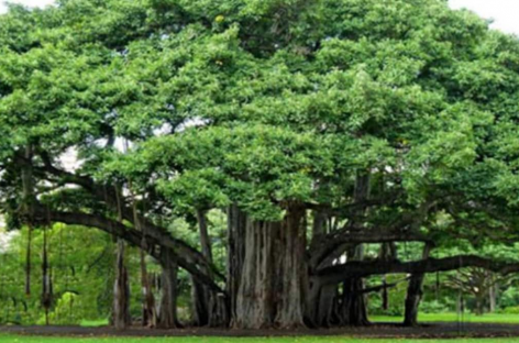 पीपल और वट वृक्ष की आयु बहुत लंबी क्यों?