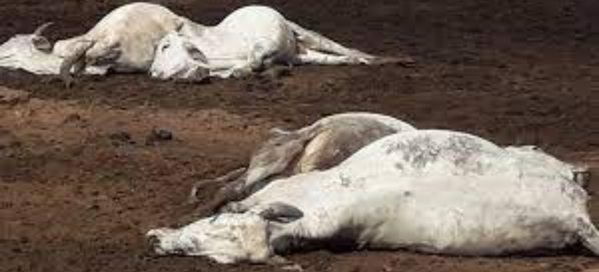 45 गायों की मौत के बाद हडक़ंप