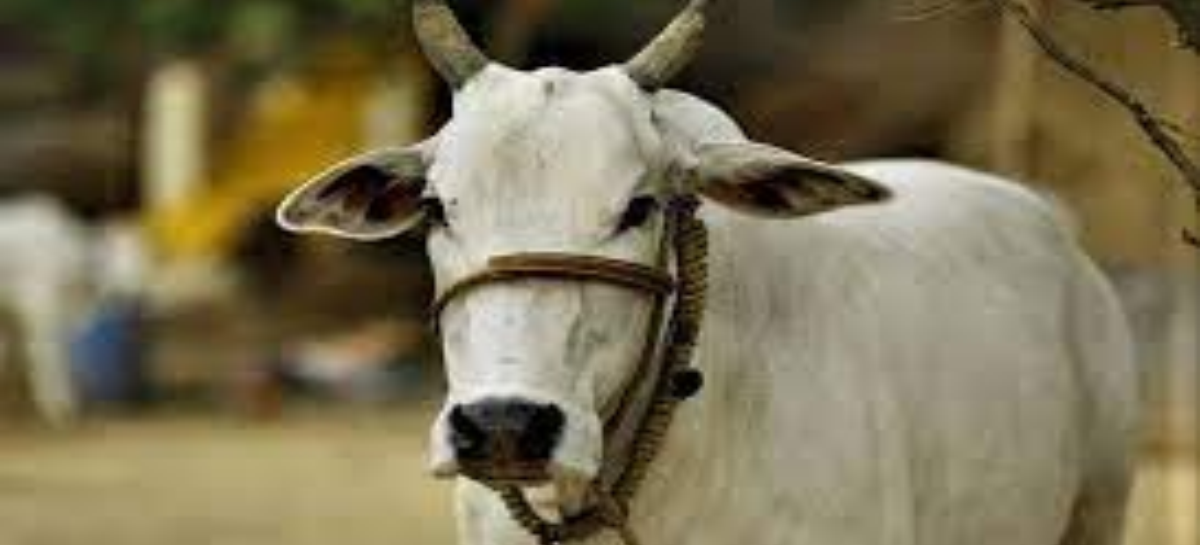 गौ माताएं साजिश का शिकार हुईं : त्रिलोचन