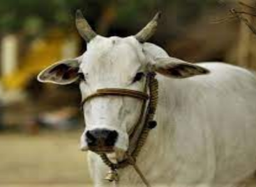 गौ माताएं साजिश का शिकार हुईं : त्रिलोचन