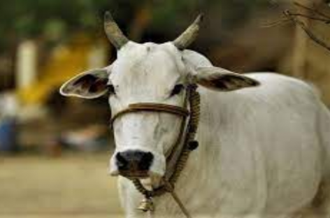 गौ माताएं साजिश का शिकार हुईं : त्रिलोचन