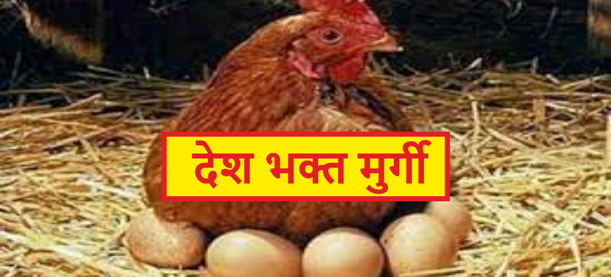 मुर्गी अंडे दे रही थी और मालिक बेच रहा था…. मुर्गी देशहित में अंडे दे रही थी…