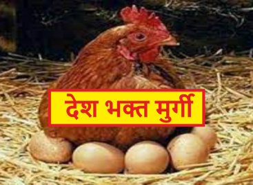 मुर्गी अंडे दे रही थी और मालिक बेच रहा था…. मुर्गी देशहित में अंडे दे रही थी…