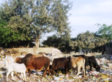 गोरक्षक गुंडों के आगे बेबस बनी हरियाणा पुलिस