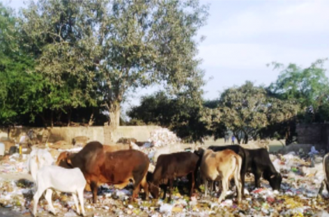 गोरक्षक गुंडों के आगे बेबस बनी हरियाणा पुलिस