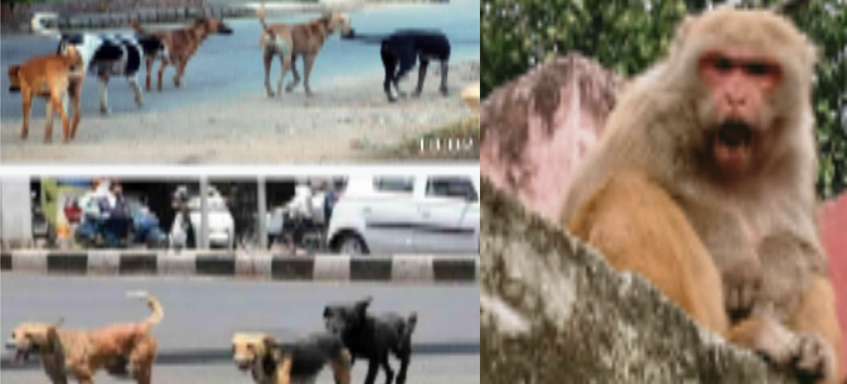 ये बंदर बड़े शैतान, जनता परेशान, ठेकेदार भी छोड़ गए मैदान