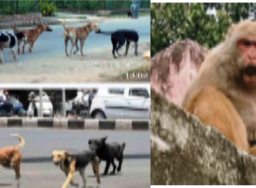 ये बंदर बड़े शैतान, जनता परेशान, ठेकेदार भी छोड़ गए मैदान
