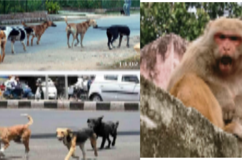 ये बंदर बड़े शैतान, जनता परेशान, ठेकेदार भी छोड़ गए मैदान
