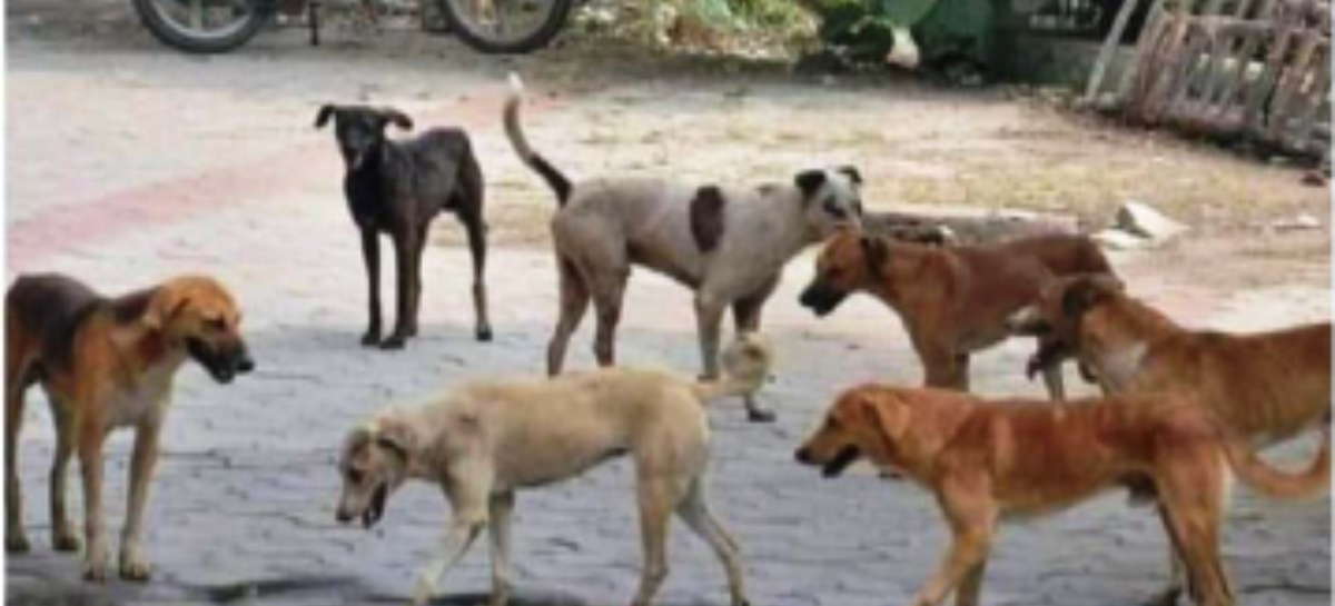 आवारा कुत्तों से लोग परेशान