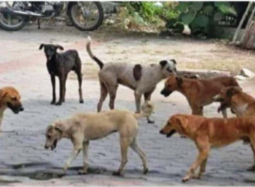 आवारा कुत्तों से लोग परेशान