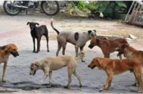 आवारा कुत्तों से लोग परेशान