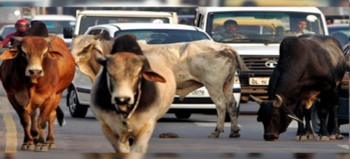 आवारा गायों को सडक़ों से हटाने के नाम पर नगर निगम का नया शगूफा