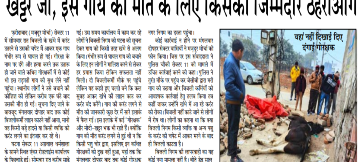 खट्टर जी, इस गाय की मौत के लिए किसको जिम्मेदार ठहराओगे