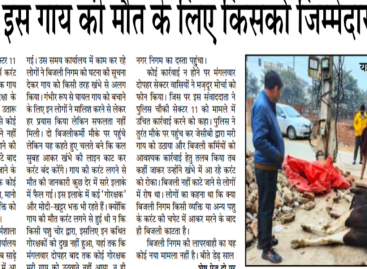 खट्टर जी, इस गाय की मौत के लिए किसको जिम्मेदार ठहराओगे