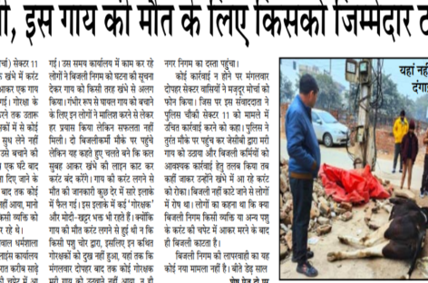 खट्टर जी, इस गाय की मौत के लिए किसको जिम्मेदार ठहराओगे