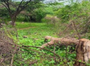 वन विभाग का खेल : पौधरोपण के लिए काट डाले हरे भरे पेड़