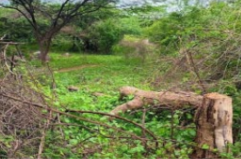 वन विभाग का खेल : पौधरोपण के लिए काट डाले हरे भरे पेड़