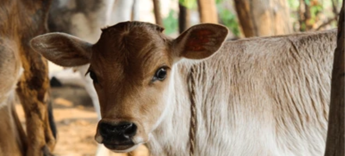 राज्यमाता गाय और माँसाहारी सावरकर