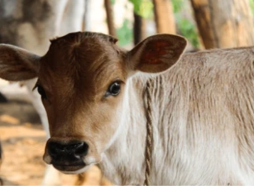 राज्यमाता गाय और माँसाहारी सावरकर