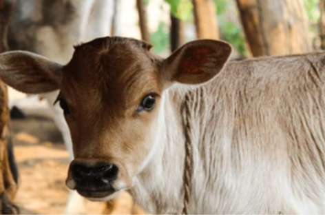 राज्यमाता गाय और माँसाहारी सावरकर