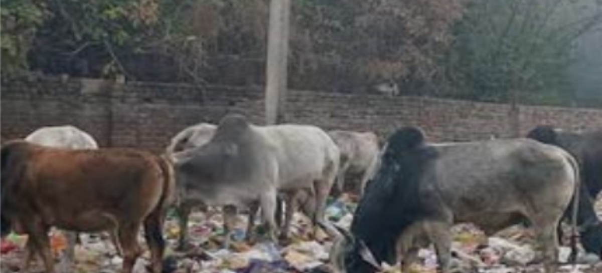 गौ-सेवा के नाम पर अब 510 करोड़ डकारे जाएंगे