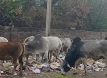 गौ-सेवा के नाम पर अब 510 करोड़ डकारे जाएंगे