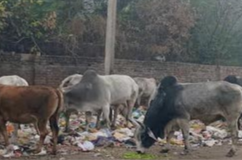 गौ-सेवा के नाम पर अब 510 करोड़ डकारे जाएंगे