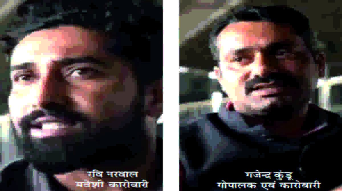 गऊ पालकों के लिए मुसीबत बना गो-रक्षा कानून