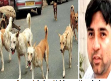 कुत्तों की नसबंदी के बाद अब माइक्रोचिप के नाम पर लूट-बांट की तैयारी