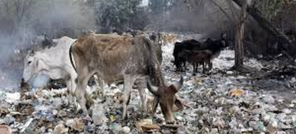 भाजपा शासित गौ-क्षेत्र राज्यों में एक अच्छी तरह से स्थापित जबरन वसूली माफिया का उदय
