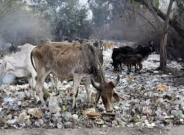 भाजपा शासित गौ-क्षेत्र राज्यों में एक अच्छी तरह से स्थापित जबरन वसूली माफिया का उदय
