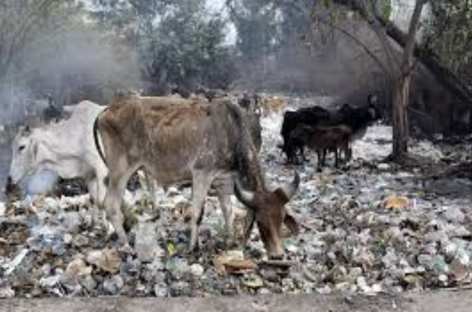 भाजपा शासित गौ-क्षेत्र राज्यों में एक अच्छी तरह से स्थापित जबरन वसूली माफिया का उदय