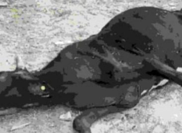 गौ रक्षा के नाम पर लोगों की हत्या करने वाले 500 करोड़ का बजट तो डकार सकते हैं, गौ की रक्षा नहीं कर सकते